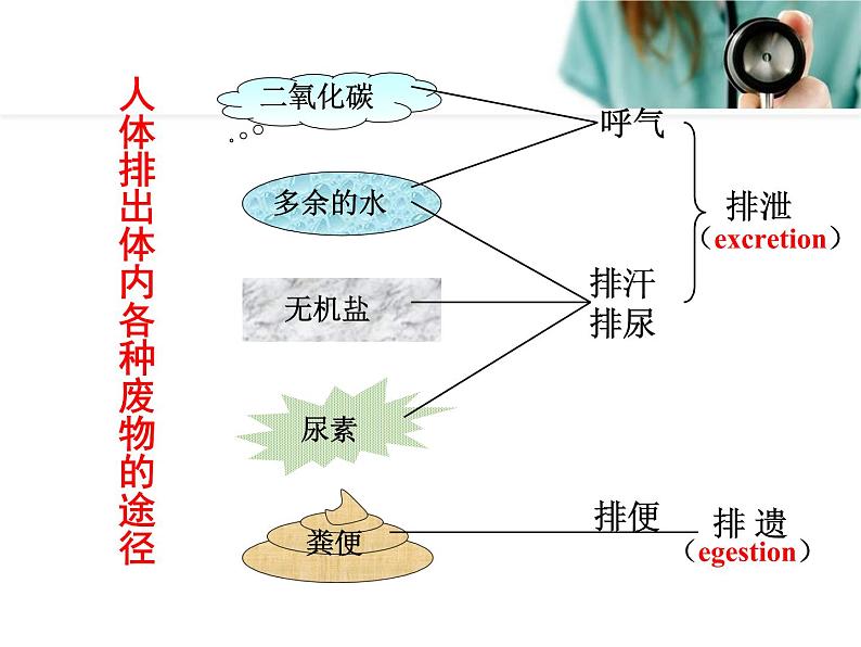 《人体内废物的排出》课件第2页