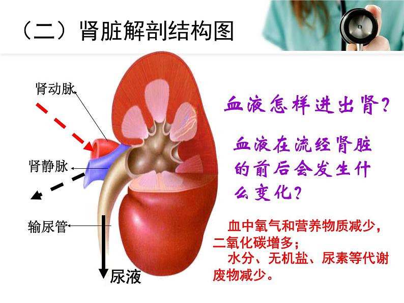 《人体内废物的排出》课件第7页