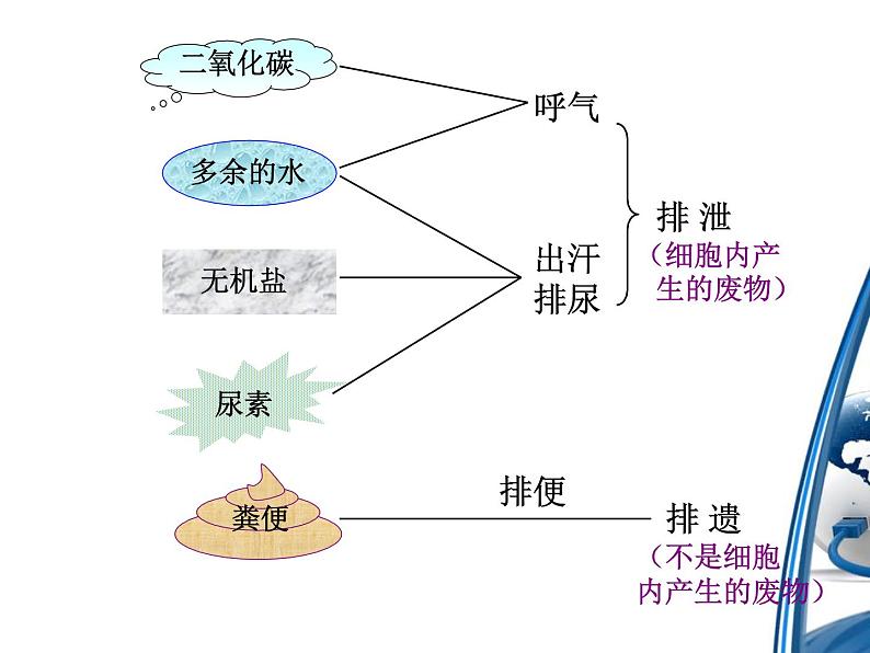 《人体内废物的排出》课件第2页