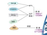 《人体内废物的排出》课件