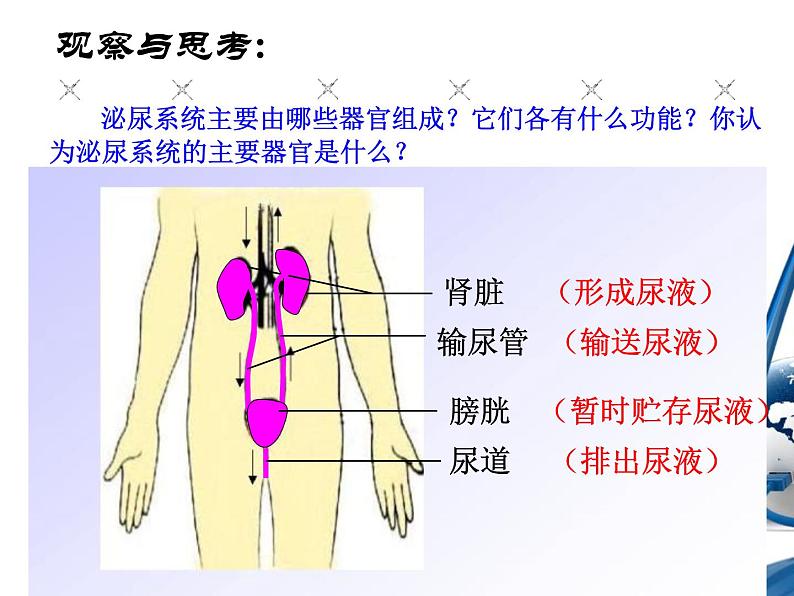 《人体内废物的排出》课件第4页