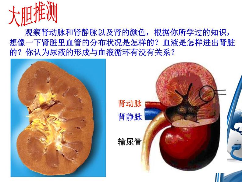 《人体内废物的排出》课件第5页