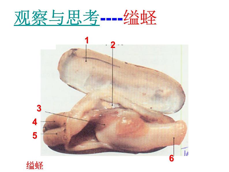 《软体动物和节肢动物》课件05