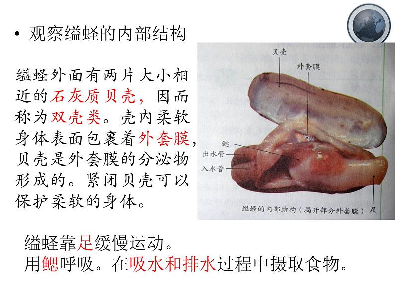 《软体动物和节肢动物》课件07