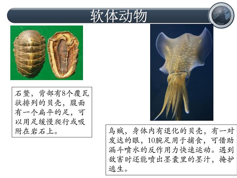 《软体动物和节肢动物》课件08