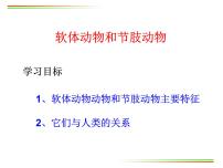 初中生物人教版 (新课标)八年级上册第三节   软体动物和节肢动物备课ppt课件