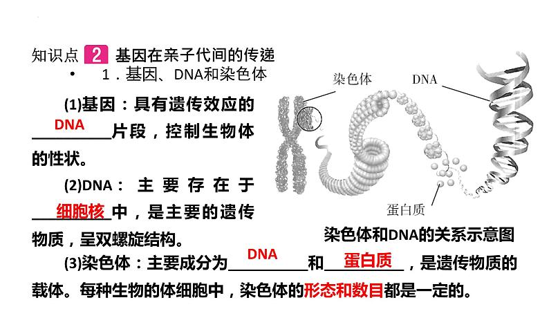 2022中考一轮第七单元第二章生物的遗传与变异复习课件第6页