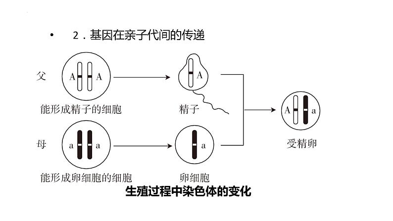 2022中考一轮第七单元第二章生物的遗传与变异复习课件第8页