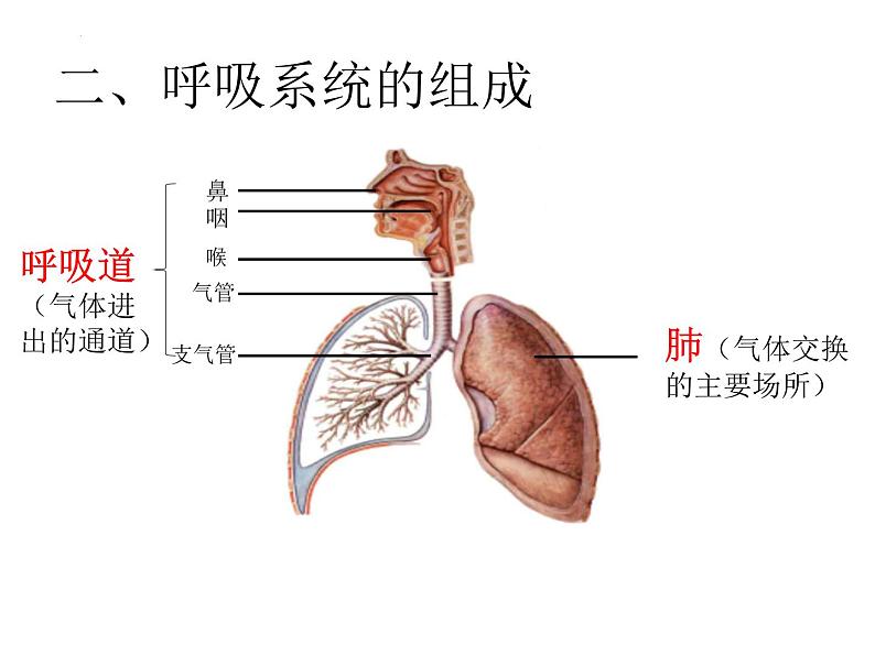 2022年中考生物备考-人体的能量供应复习课件第7页