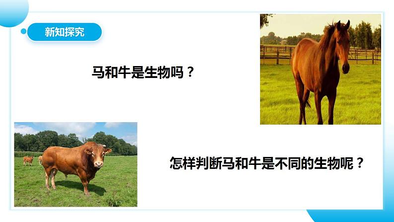 【核心素养目标】人教版 (新课标)初中生物七年级上册1.1.1《生物的特征》课件+教案+同步分层练习（含答案）06