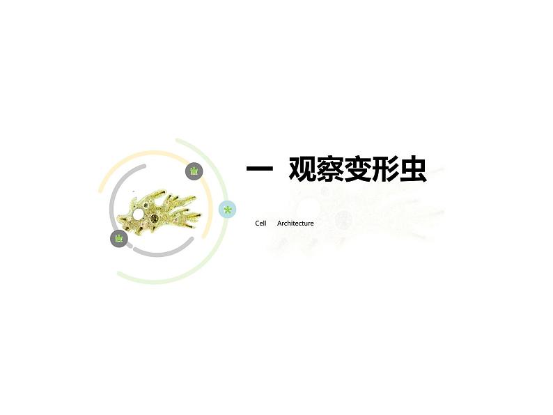 3.2 细胞是生命活动的单位 课件 北师大七年级生物上册03