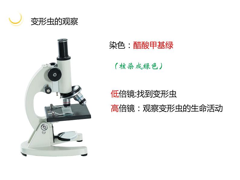 3.2 细胞是生命活动的单位 课件 北师大七年级生物上册05