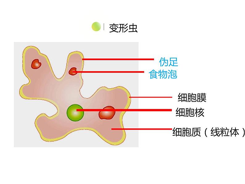 3.2 细胞是生命活动的单位 课件 北师大七年级生物上册06