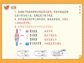 3.2 物质运输的器官（课件+教学设计+练习+学案）