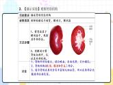 4.1 尿液的形成和排出（课件+教学设计+练习+学案）
