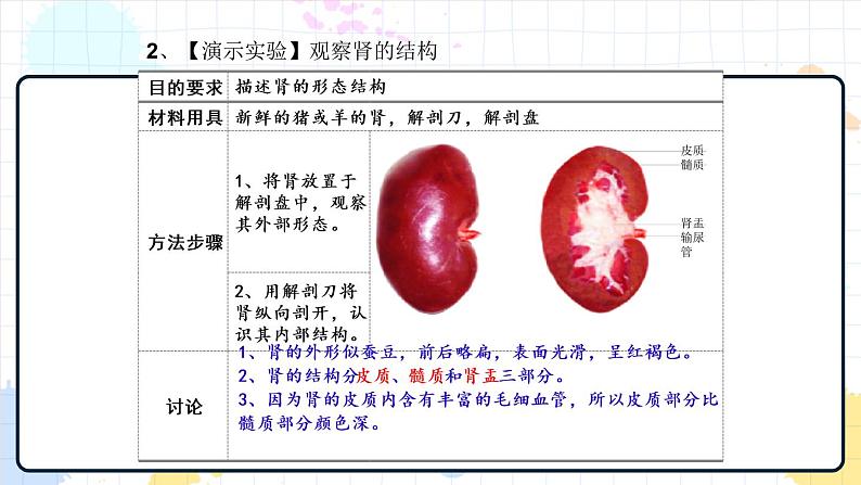 4.1 尿液的形成和排出（课件+教学设计+练习+学案）05