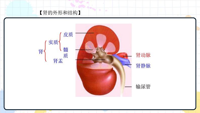 4.1 尿液的形成和排出（课件+教学设计+练习+学案）06