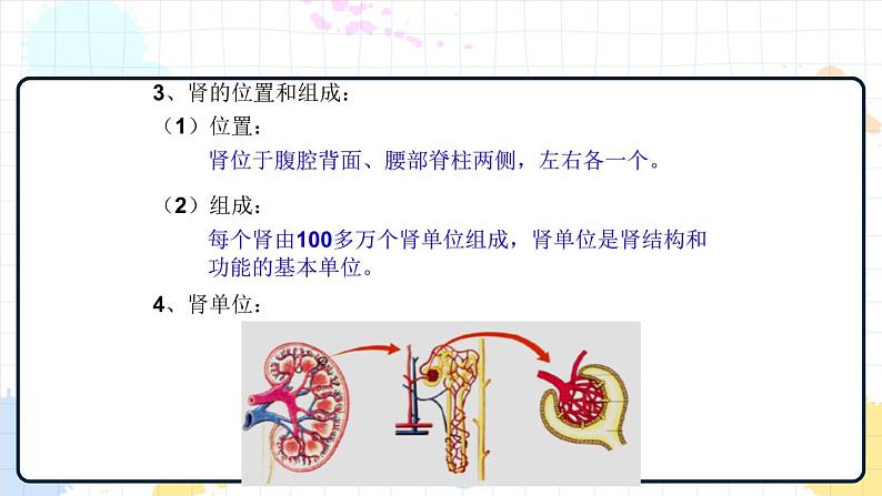 4.1 尿液的形成和排出（课件+教学设计+练习+学案）07