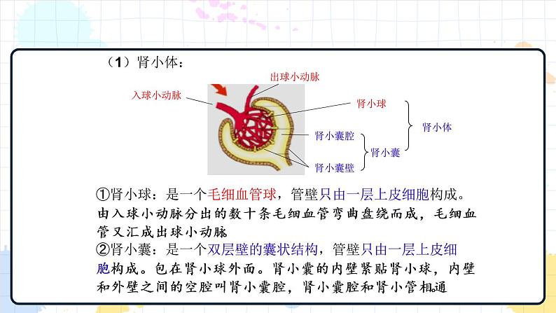 4.1 尿液的形成和排出（课件+教学设计+练习+学案）08