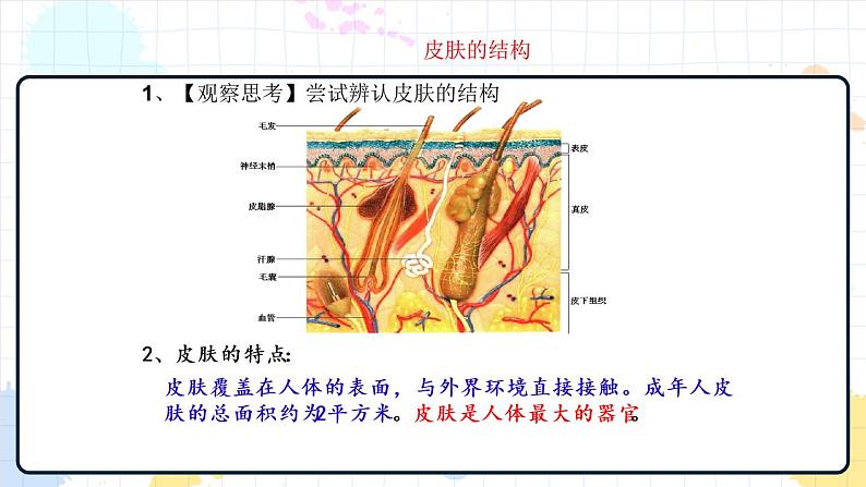 4.2 汗液的形成和排出（课件+教学设计+练习+学案）04