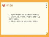 5.2 神经调节的结构基础（课件+教学设计+练习+学案）