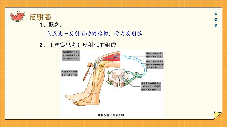 5.3 神经调节的基本方式（课件+教学设计+练习+学案）07