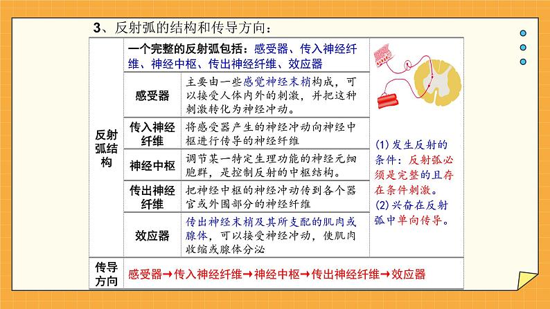 5.3 神经调节的基本方式（课件+教学设计+练习+学案）08