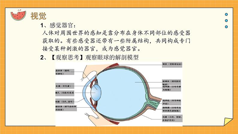 5.4 人体对周围世界的感知（课件+教学设计+练习+学案）04