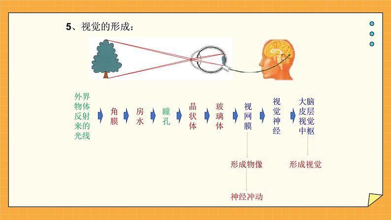 5.4 人体对周围世界的感知（课件+教学设计+练习+学案）08