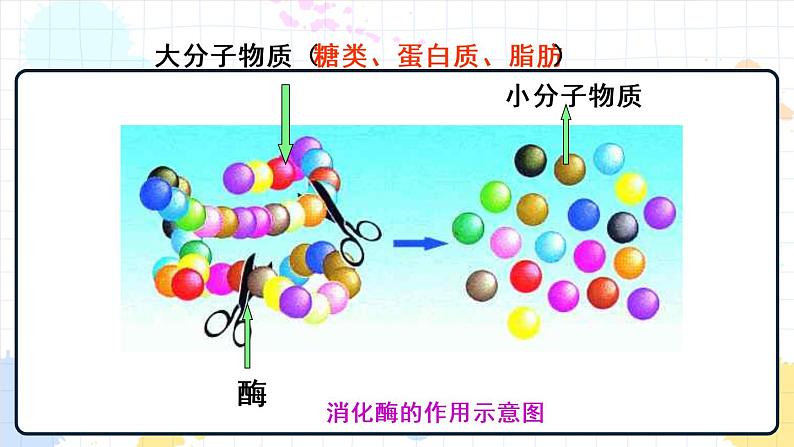 1.2 消化和吸收（课件+教学设计+练习+学案）07