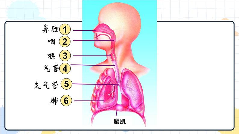 2.1 人体与外界的气体交换（课件+教学设计+练习+学案）04