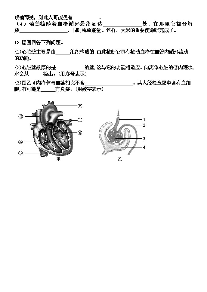 4.1 尿液的形成和排出（课件+教案+练习+学案）03