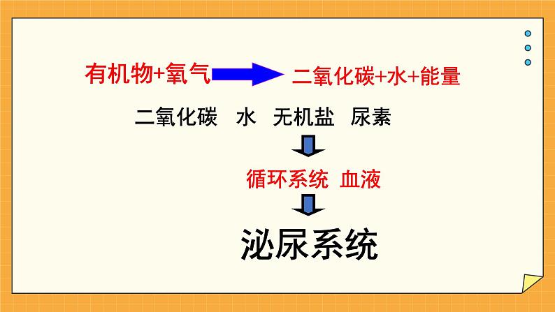 4.1 尿液的形成和排出（课件+教案+练习+学案）05
