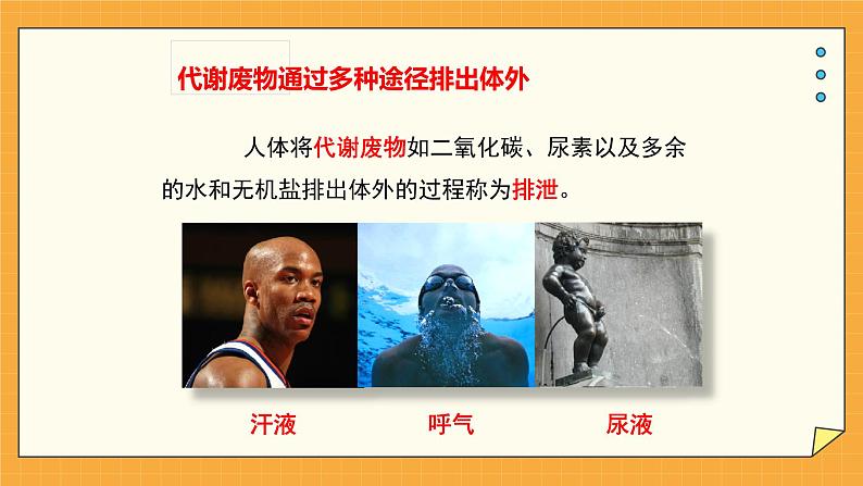 4.1 尿液的形成和排出（课件+教案+练习+学案）06