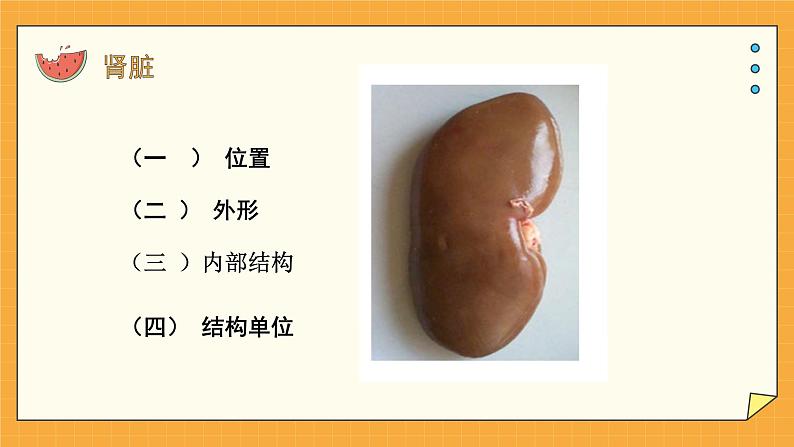 4.1 尿液的形成和排出（课件+教案+练习+学案）08