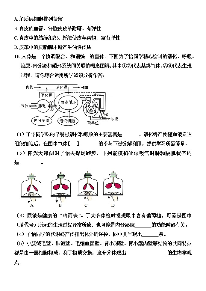 4.2 汗液的形成和排出（课件+教案+练习+学案）03