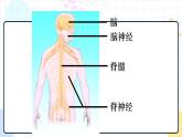 5.2 神经调节的结构基础（课件+教案+练习+学案）