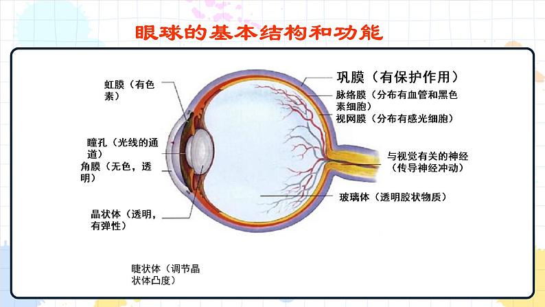 5.4 人体对周围世界的感知 课件第3页