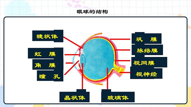 5.4 人体对周围世界的感知 课件第4页