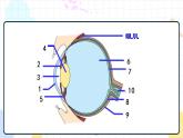 5.4 人体对周围世界的感知（课件+教案+练习+学案）