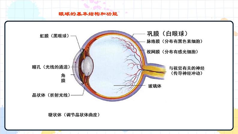 5.4 人体对周围世界的感知 课件第6页