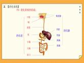 1.2消化和吸收（课件+教案+练习+学案）