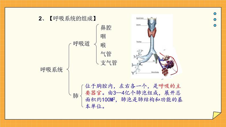 2.1人体与外界的气体交换（课件+教案+练习+学案）05