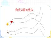 3.1 物质运输的载体（课件+教案+练习+学案）