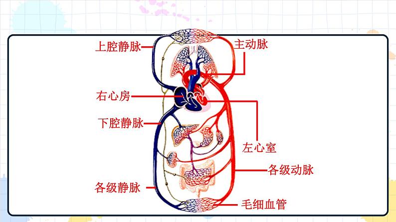 3.3 物质运输的途径（课件+教案+练习+学案）06