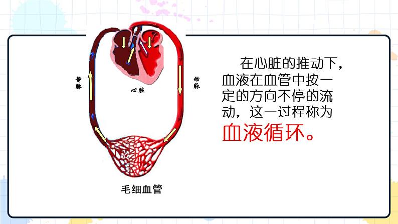 3.2 物质运输的器官（课件+教案+练习+学案）04