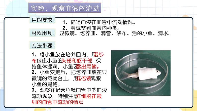 3.2 物质运输的器官（课件+教案+练习+学案）07