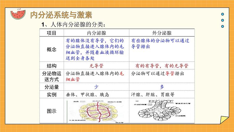 5.1 人体激素调节（课件+教学设计+练习+学案）04
