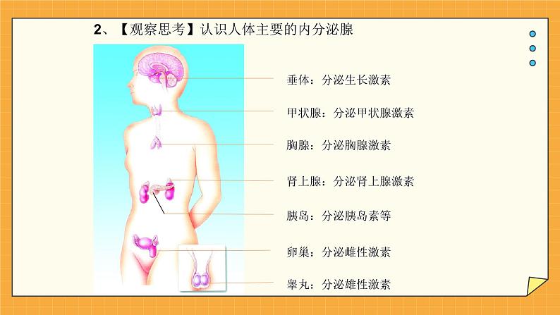 5.1 人体激素调节（课件+教学设计+练习+学案）05