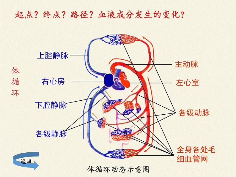 北师大版生物七年级下册 第9章 第2节 血液循环(2)（课件）第6页